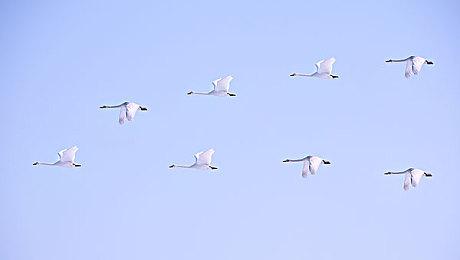 《小丑牌》新联动内容预告公布 游戏现已加入XGP